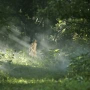 Pościg we mgle - galeria zdjęć - filmweb