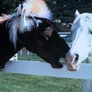 Koń mądrzejszy od jeźdźca - galeria zdjęć - filmweb