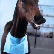 Hot to Trot - galeria zdjęć - filmweb