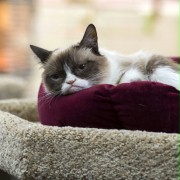 Grumpy Cat: Niewesołych świąt - galeria zdjęć - filmweb