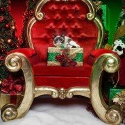 Grumpy Cat's Worst Christmas Ever - galeria zdjęć - filmweb