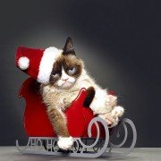Grumpy Cat's Worst Christmas Ever - galeria zdjęć - filmweb