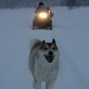 Happy People: A Year in the Taiga - galeria zdjęć - filmweb