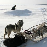 Happy People: A Year in the Taiga - galeria zdjęć - filmweb