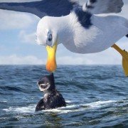 Manou - flieg' flink! - galeria zdjęć - filmweb