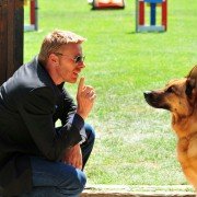 Il commissario Rex - galeria zdjęć - filmweb