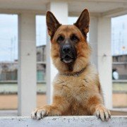 Il commissario Rex - galeria zdjęć - filmweb