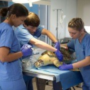 Dolphin Tale 2 - galeria zdjęć - filmweb