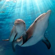 Dolphin Tale 2 - galeria zdjęć - filmweb