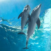 Dolphin Tale 2 - galeria zdjęć - filmweb