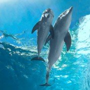 Dolphin Tale 2 - galeria zdjęć - filmweb
