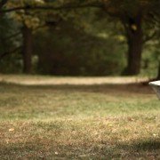 Green - galeria zdjęć - filmweb