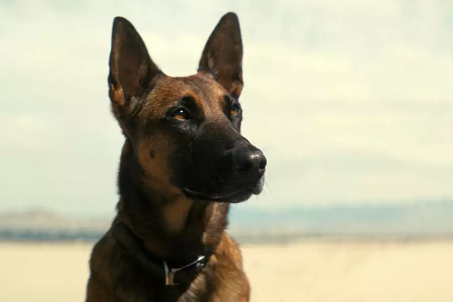 Fallout - galeria zdjęć - filmweb