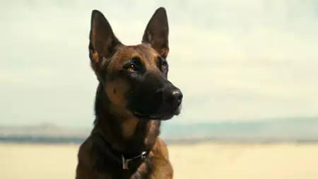 Fallout - galeria zdjęć - filmweb