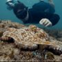 Octopus! - galeria zdjęć