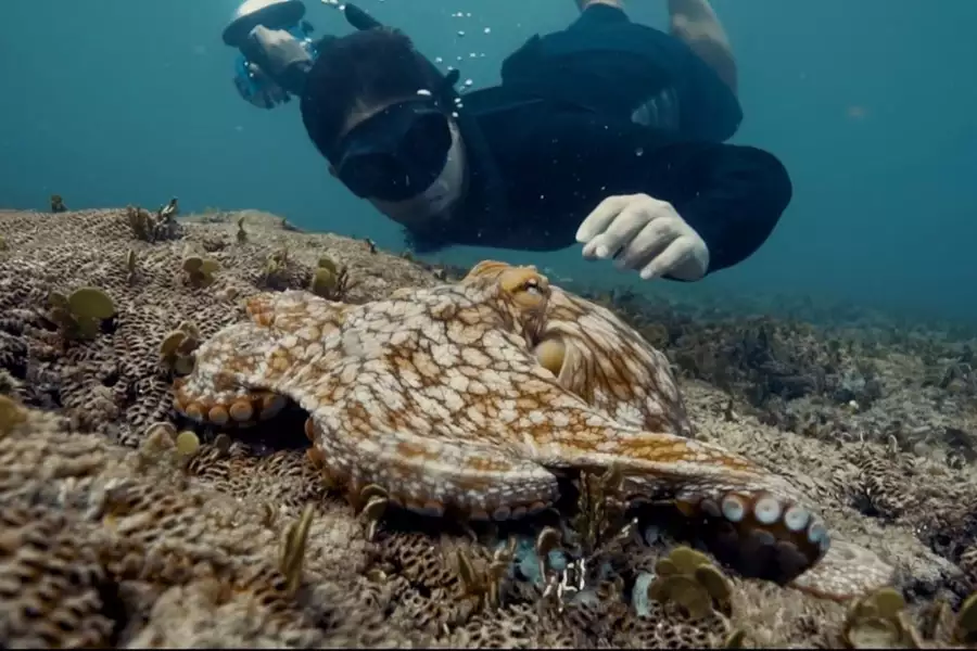 Octopus! - galeria zdjęć - filmweb