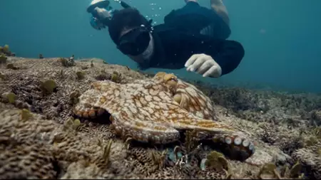 Octopus! - galeria zdjęć - filmweb