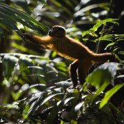 Amazonia. Przygody małpki Sai - galeria zdjęć - filmweb