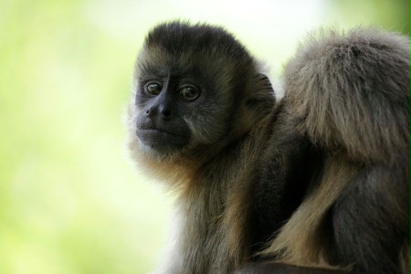 Amazonia. Przygody małpki Sai - galeria zdjęć - filmweb