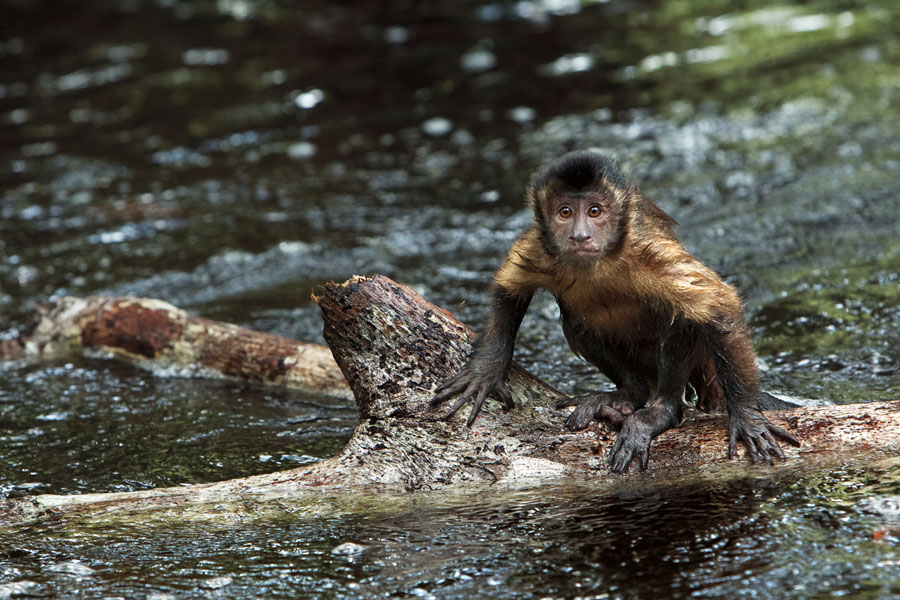 Z kapucynką wśród zwierząt (recenzja filmu Amazonia. Przygody małpki Sai)