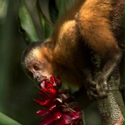 Amazonia - galeria zdjęć - filmweb