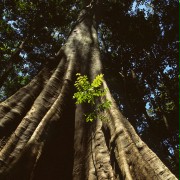 Amazonia - galeria zdjęć - filmweb