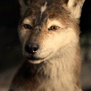 Mowgli: Legend Of The Jungle - galeria zdjęć - filmweb