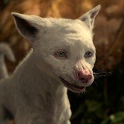 Mowgli: Legend Of The Jungle - galeria zdjęć - filmweb