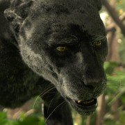 Mowgli: Legend Of The Jungle - galeria zdjęć - filmweb