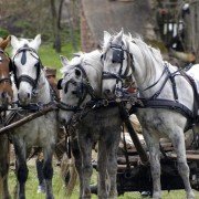 Historia Roja - galeria zdjęć - filmweb