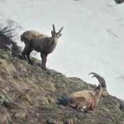 Fiore mio - galeria zdjęć - filmweb