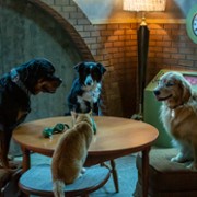 Psy i koty 3: Łapa w łapę - galeria zdjęć - filmweb