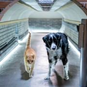 Cats & Dogs 3: Paws Unite - galeria zdjęć - filmweb