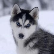 Snow Buddies - galeria zdjęć - filmweb