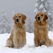 Snow Buddies - galeria zdjęć - filmweb