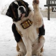 Snow Buddies - galeria zdjęć - filmweb