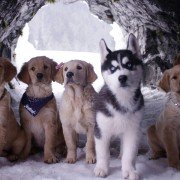 Snow Buddies - galeria zdjęć - filmweb
