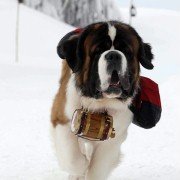 Snow Buddies - galeria zdjęć - filmweb