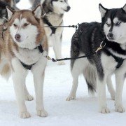 Snow Buddies - galeria zdjęć - filmweb