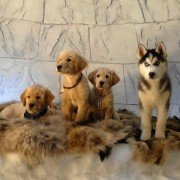 Snow Buddies - galeria zdjęć - filmweb
