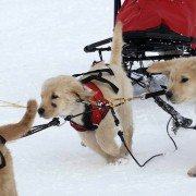 Snow Buddies - galeria zdjęć - filmweb
