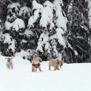 Snow Buddies - galeria zdjęć - filmweb