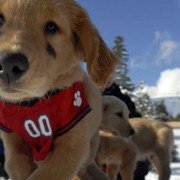 Snow Buddies - galeria zdjęć - filmweb
