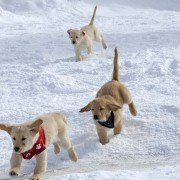 Snow Buddies - galeria zdjęć - filmweb