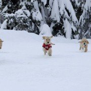 Snow Buddies - galeria zdjęć - filmweb