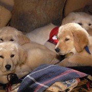 Snow Buddies - galeria zdjęć - filmweb