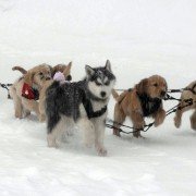 Snow Buddies - galeria zdjęć - filmweb