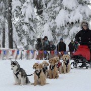 Snow Buddies - galeria zdjęć - filmweb