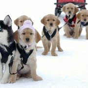 Snow Buddies - galeria zdjęć - filmweb