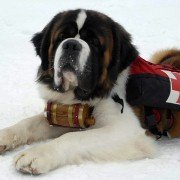 Snow Buddies - galeria zdjęć - filmweb